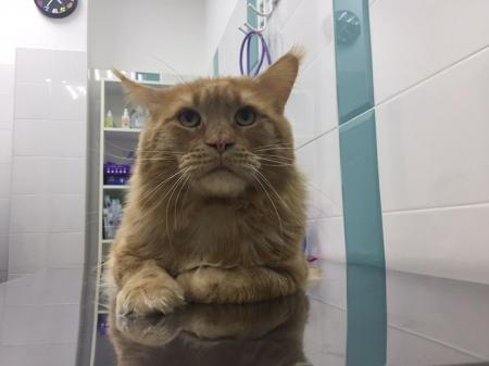 Фотография Dr. Pets 0