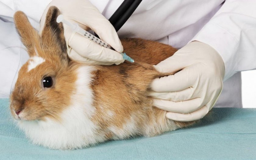 Какие вакцины ставят грызунам и кроликам?