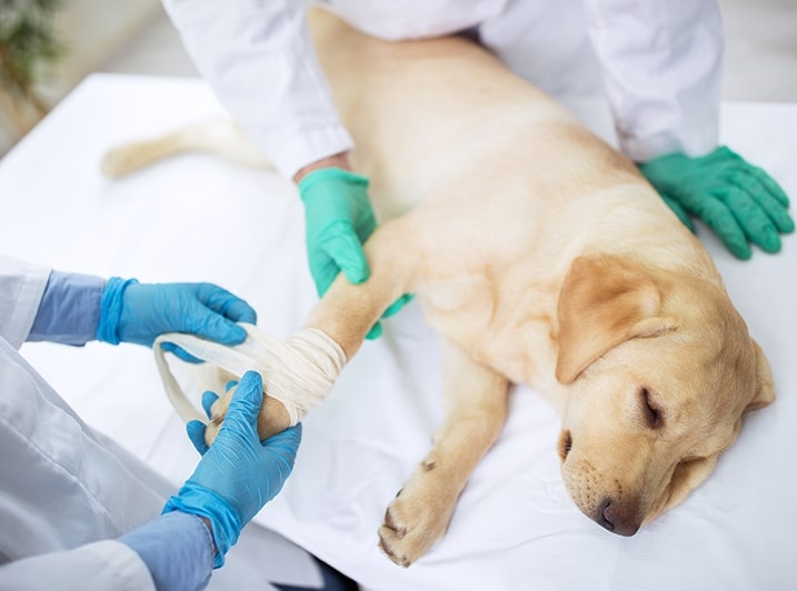 Как ветеринарный ортопед диагностирует болезни?