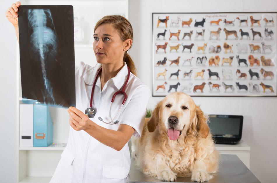 Какие заболевания лечит ветеринар-ортопед?