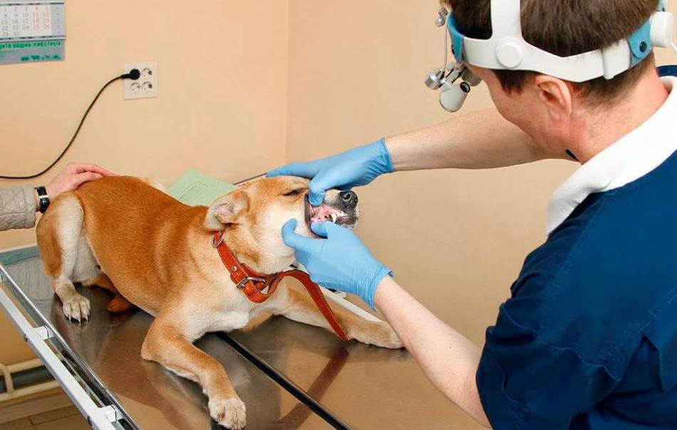 Профессиональная чистка зубов животным: показания к процедуре.