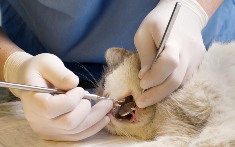 Удаление зубов домашним животным: показания к процедуре.