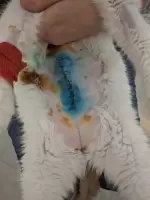 Анна, изображение к комментарию.