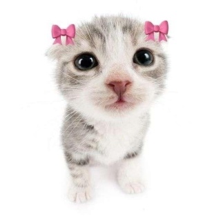 Даша Котова