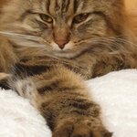 Виктория Попова