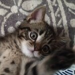 Ольга Латышева