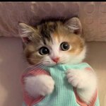 Анастасия Лись