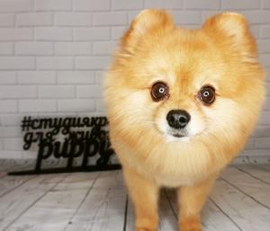 Фотография Puppy Studio 4