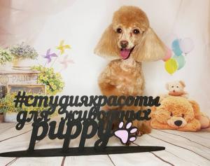 Фотография Puppy Studio 2