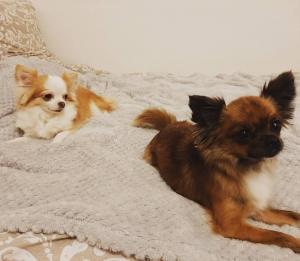 Фотография Puppy Studio 5
