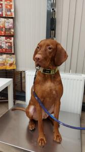 Фотография Косточка 3